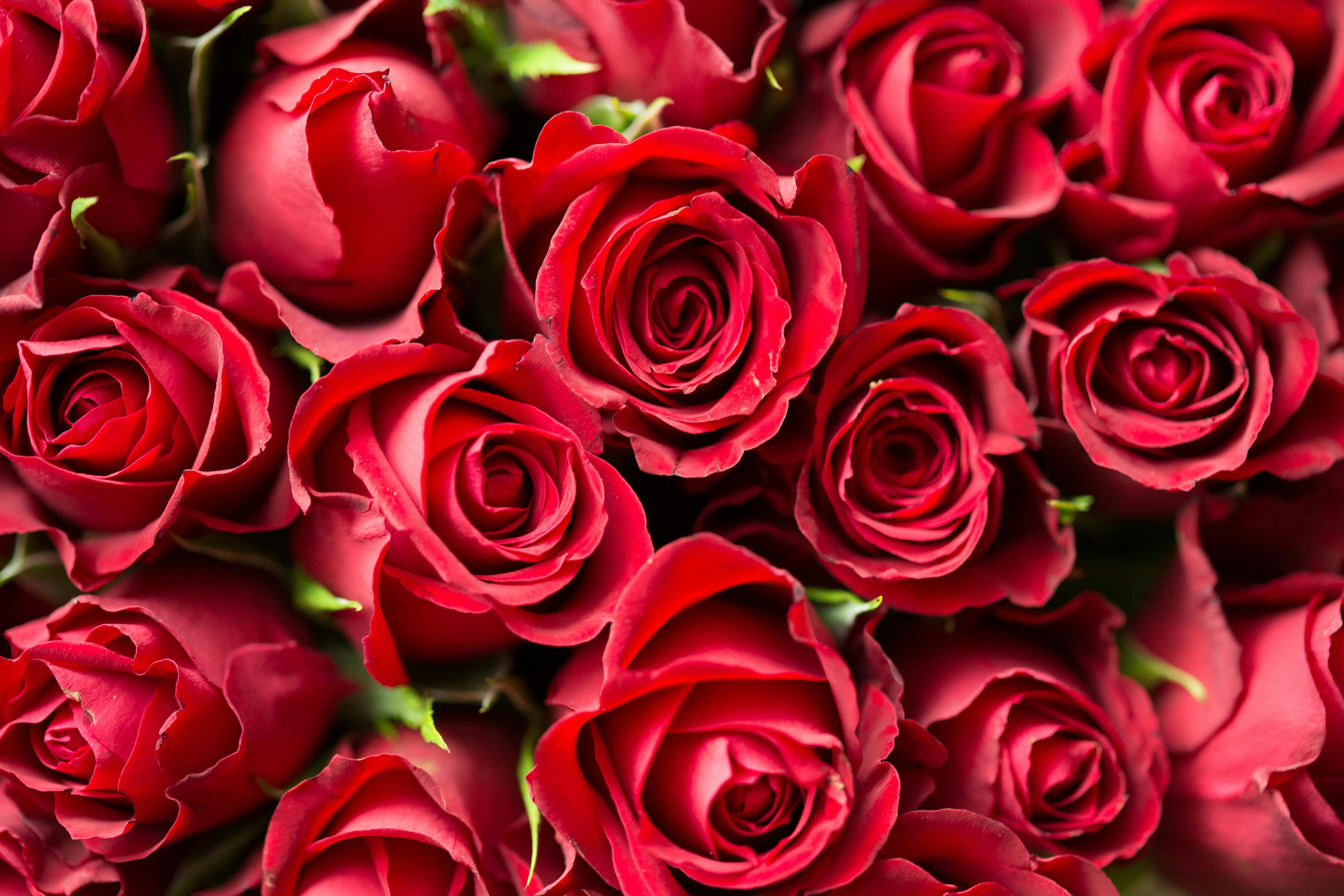 50 Beautiful Pictures of Roses Wallpaper  WallpaperSafari